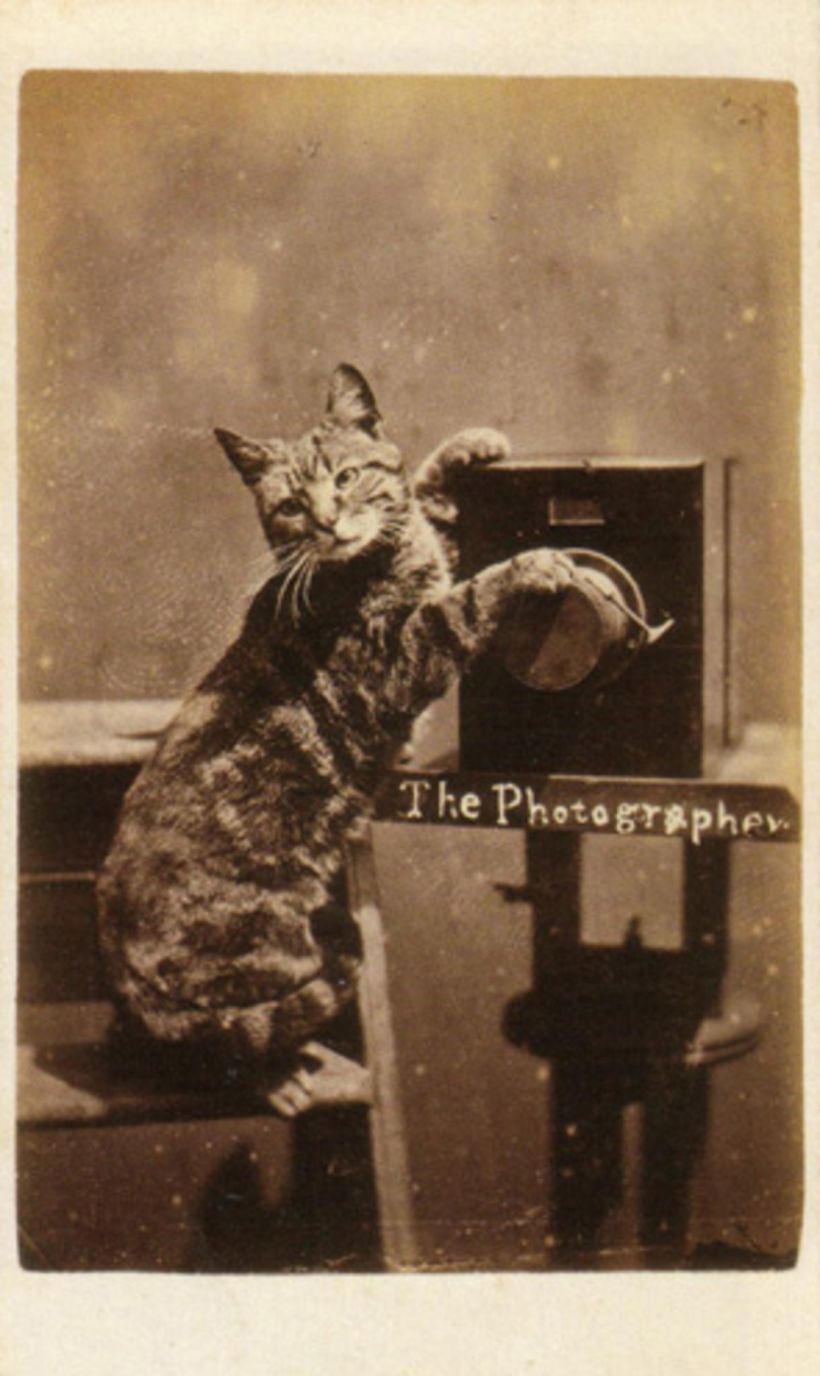 Desde 1870, o fotógrafo Harry Pointer fotografou mais de 200 gatos replicando atividades humanas