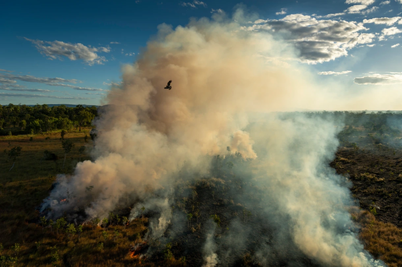 Ein Schwarzmilan fliegt über ein von Jägern entzündetes Feuer in Mamadawerre. Foto: Matthew Abbott, National Geographic.