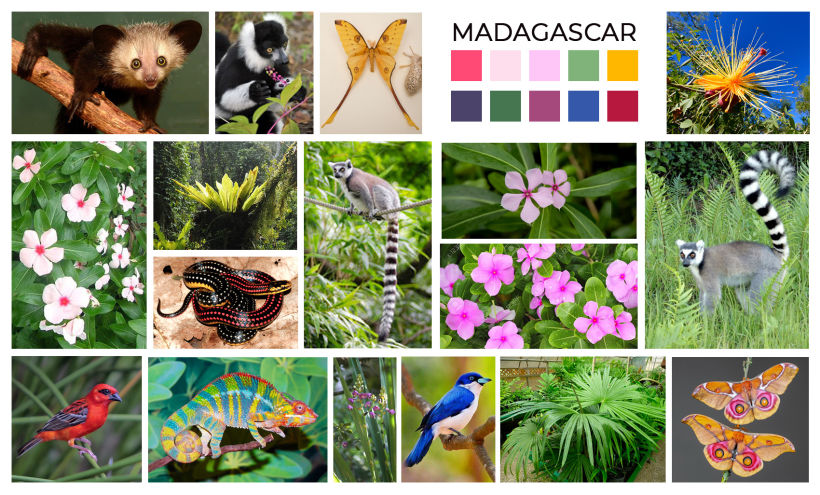 I decided to draw a pattern about Madagascar, so I did some research and picked some references for the moodboard.