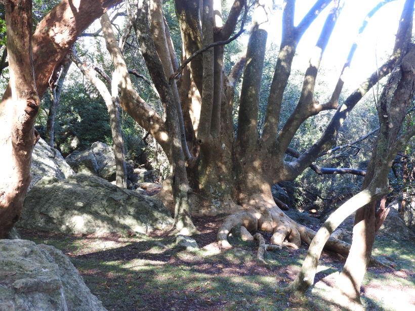 Al pie bosque de Ombú