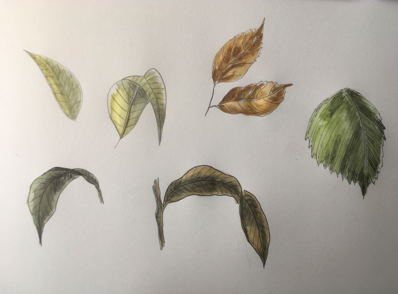 My project for course: Botanical Watercolor Sketchbook