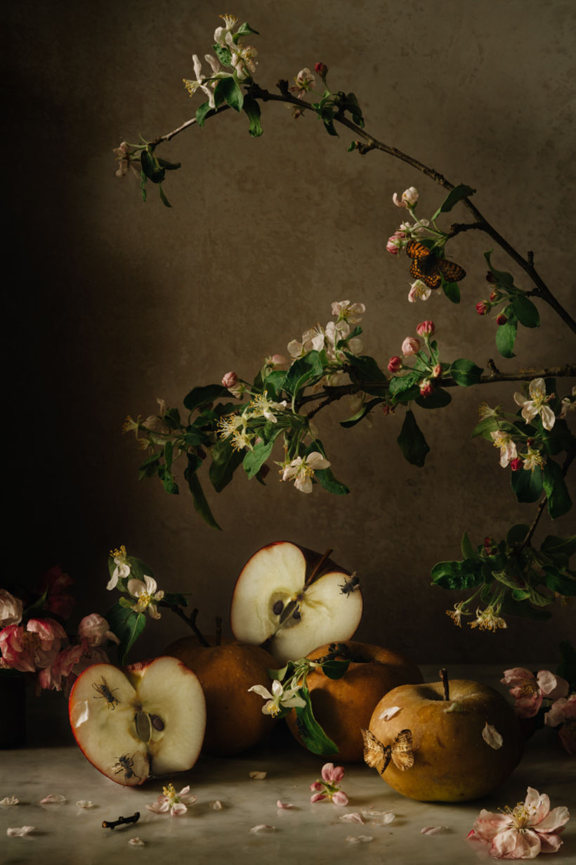 Still Life with Apples, Apple Blossoms, & Insects
