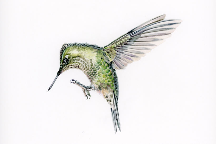 Picaflor chico / Green-backed firecrown 7
