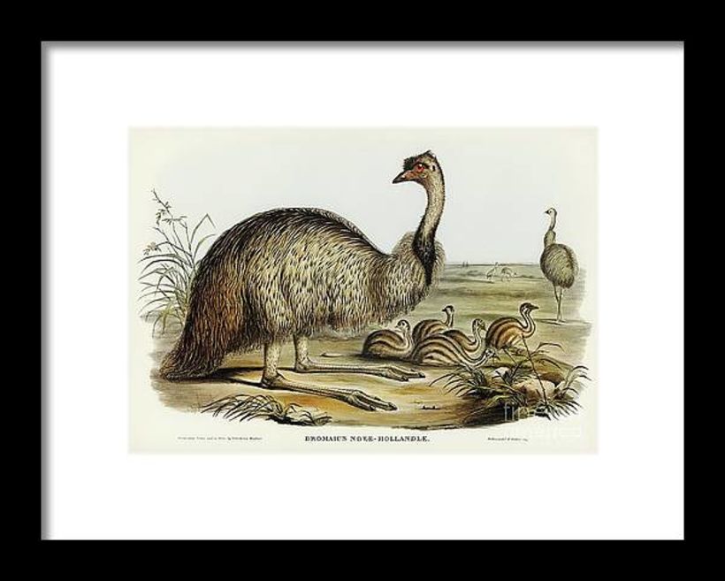 The Emu (dromaius novae hollandiae) by Elizabeth Gould (copyright free image)