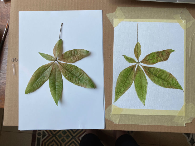 Il mio progetto del corso: Disegno botanico realistico ad acquerello 3