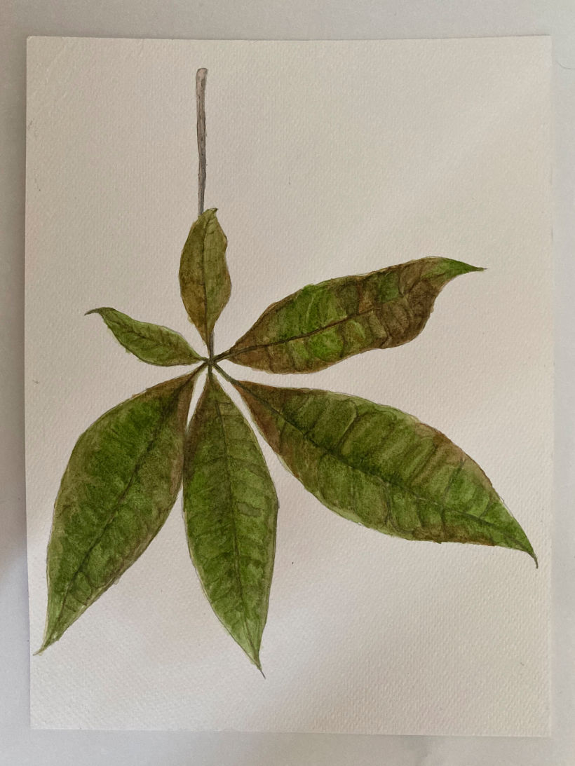 Il mio progetto del corso: Disegno botanico realistico ad acquerello 4