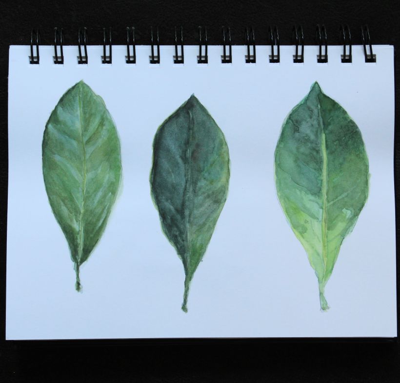 My project for course: Realistic Botanical Watercolor Drawing 1