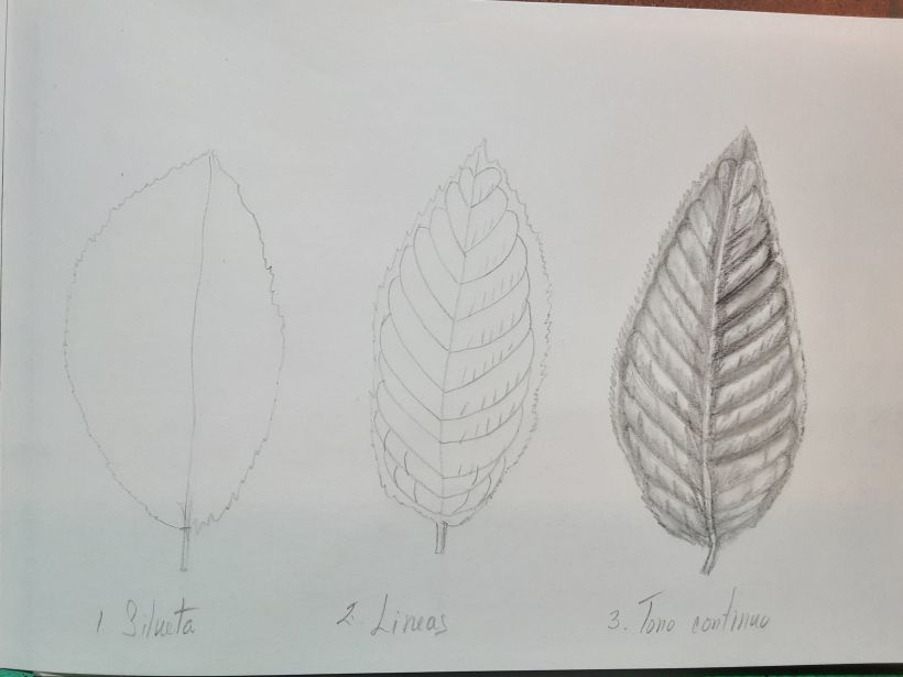 Mi proyecto del curso: Cuaderno botánico en acuarela 5
