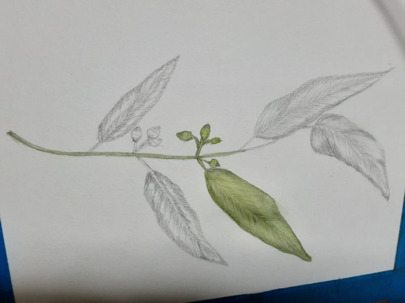 Mi proyecto del curso: Cuaderno botánico en acuarela 9