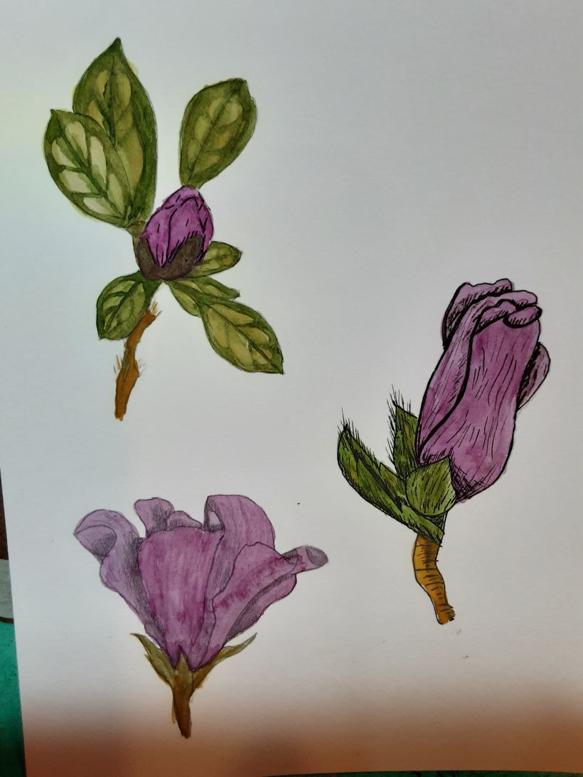 Mi proyecto del curso: Cuaderno botánico en acuarela 16