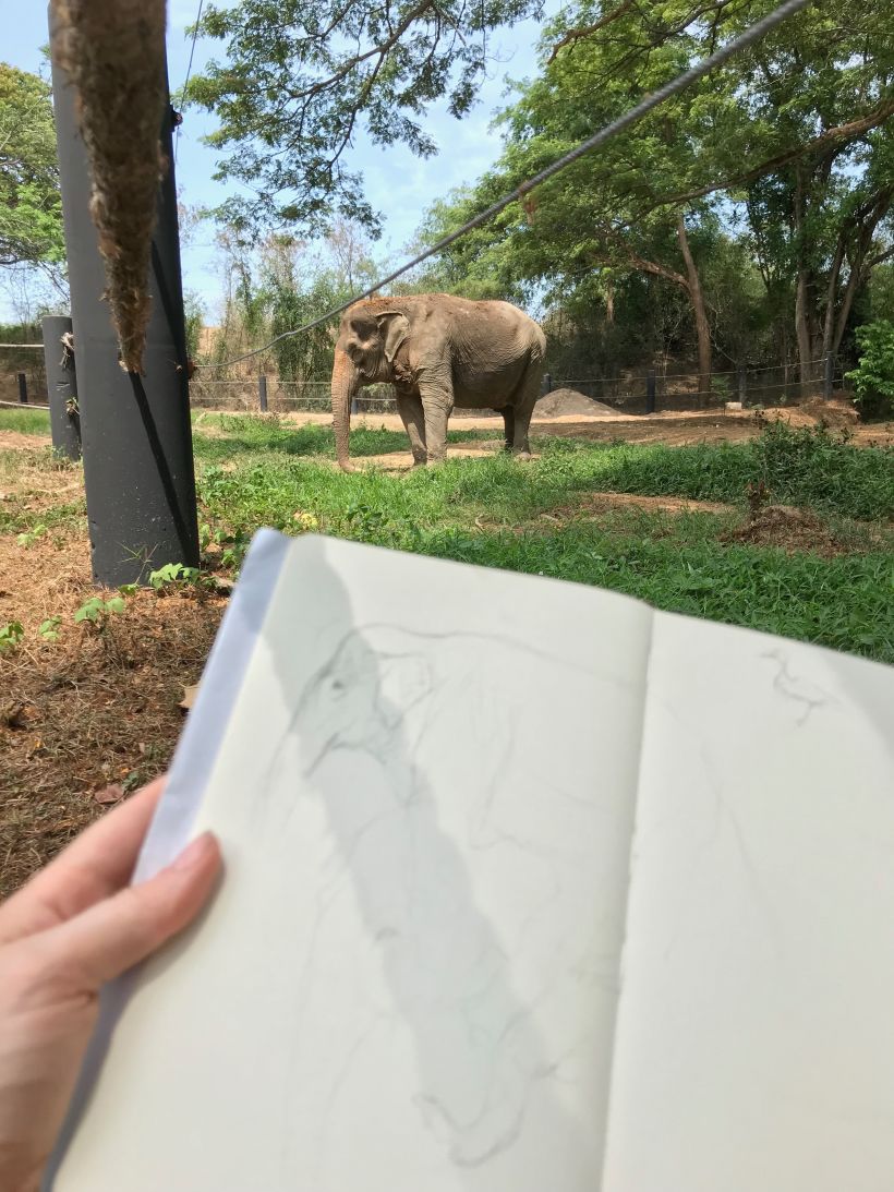 Sketches from a Disappearing World - Drawings of travels and animal encounters published in to a book 15