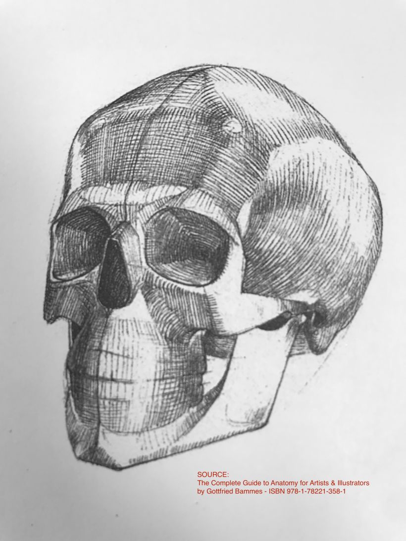 Bammes skull
