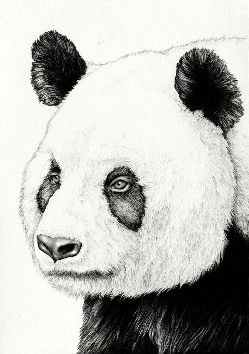 My project for course: Naturalistic Animal Drawing with Graphite Pencil 3
