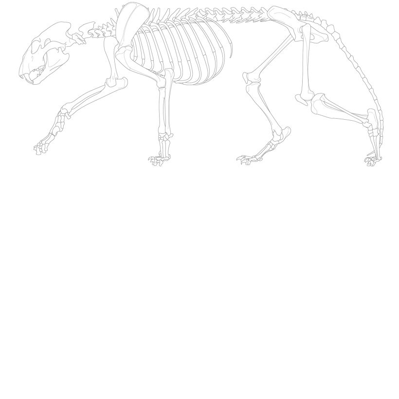 Musculoskeletal System of the Lion 3