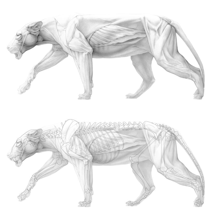 Musculoskeletal System of the Lion 2