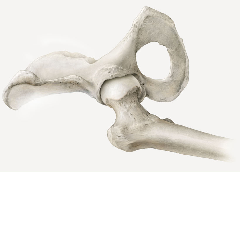 Hip Joint 3