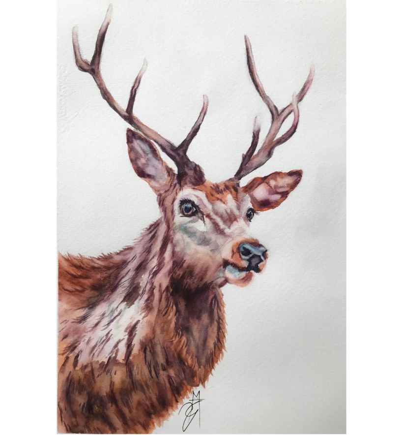 A stag by Sarah Stokes 2