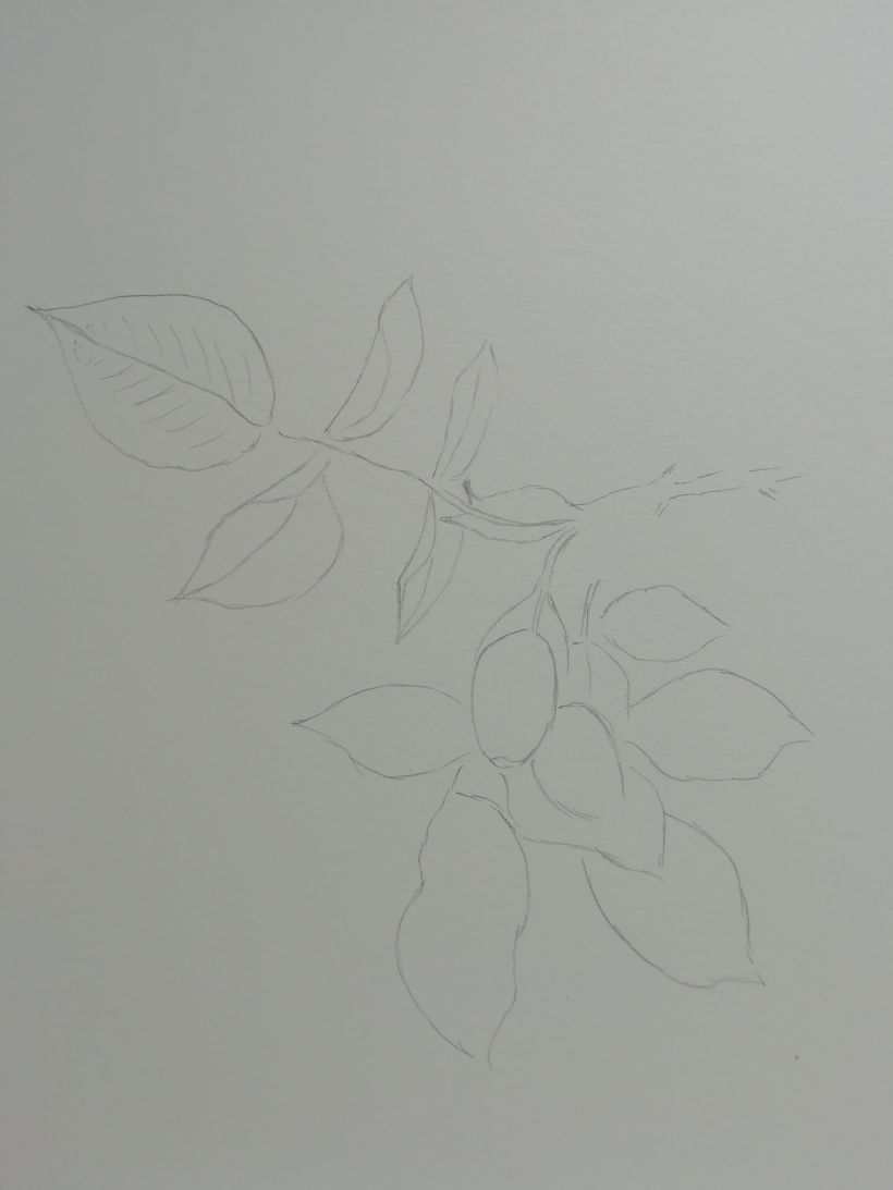 Mi proyecto del curso: Dibujo botánico realista en acuarela 1