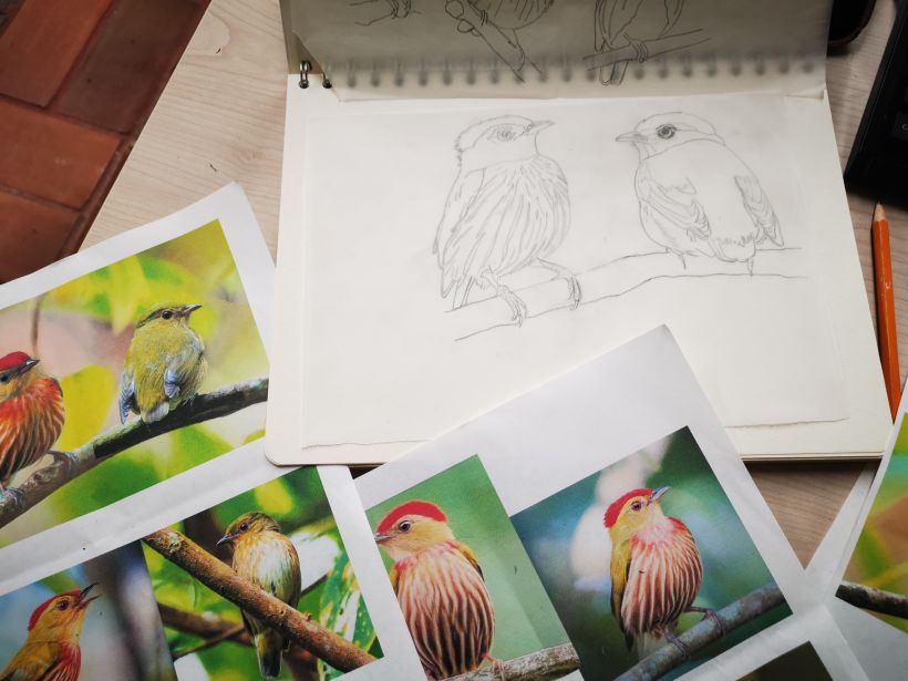 Mi proyecto del curso: Ilustración naturalista de aves con acuarela 3