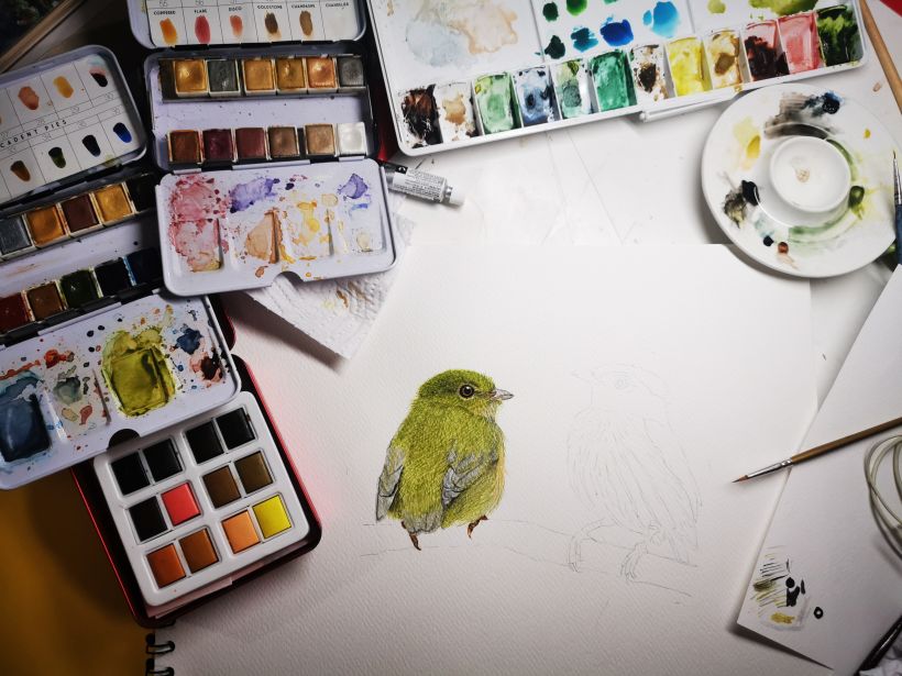 Mi proyecto del curso: Ilustración naturalista de aves con acuarela 6