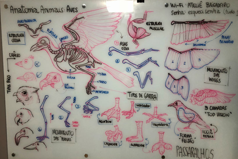 Lousa - Anatomia de Animais (Aves)