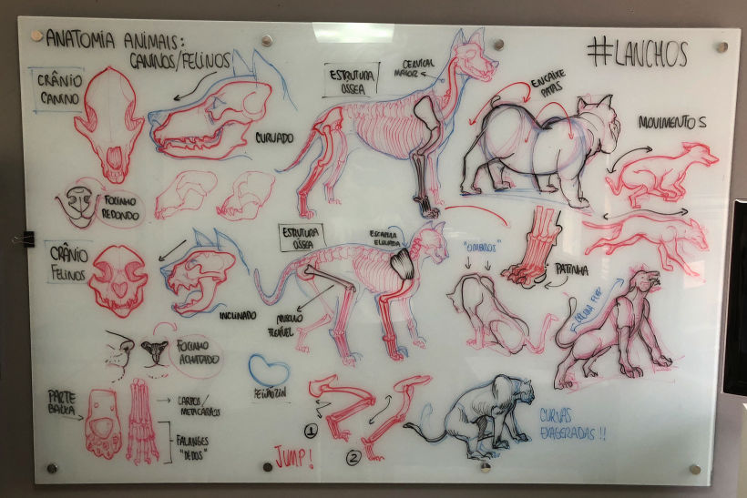 Lousa - Anatomia de Animais (Caninos & Felinos)
