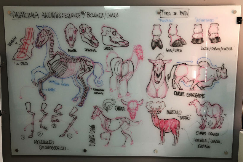 Lousa - Anatomia de Animais (Equinos & Bovinos)