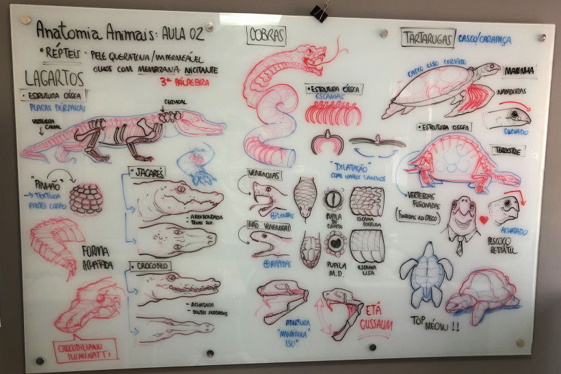 Lousa - Anatomia de Animais (Repteis)