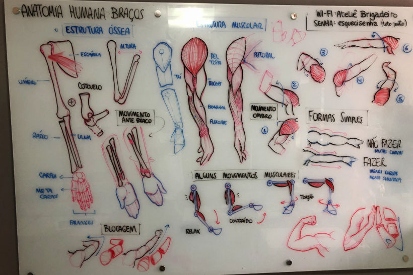 Lousa - Anatomia de Animais (Anatomia Humana - Braços)