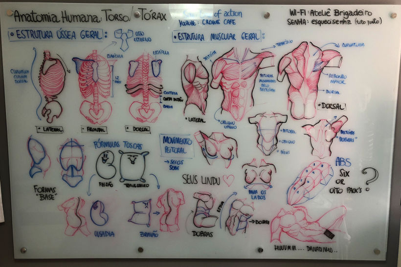 Lousa - Anatomia de Animais (Anatomia Humana - Torax)