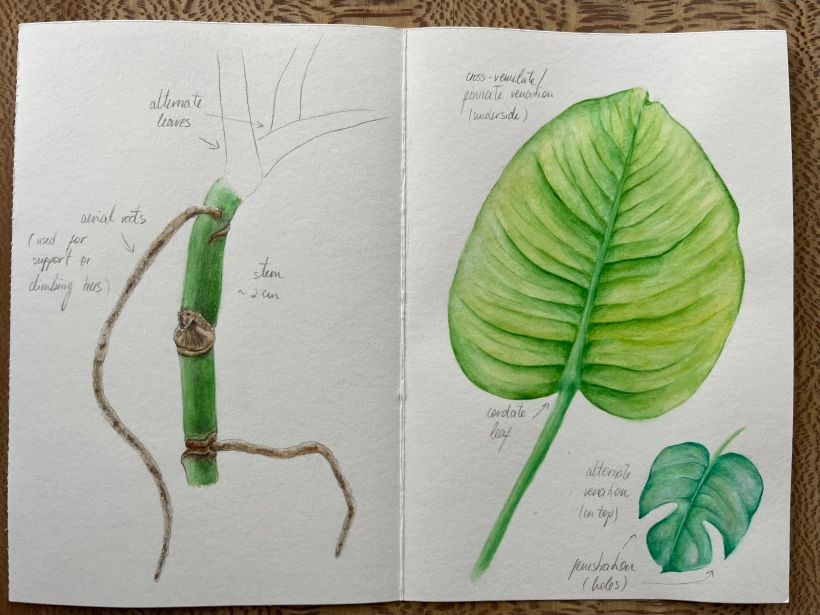 My project for course: Botanical Watercolor Sketchbook