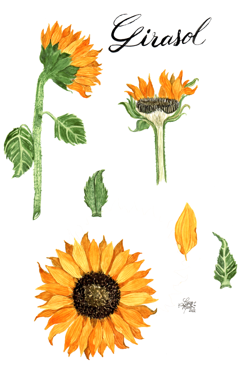 Mi proyecto del curso: Ilustración botánica con acuarela 4