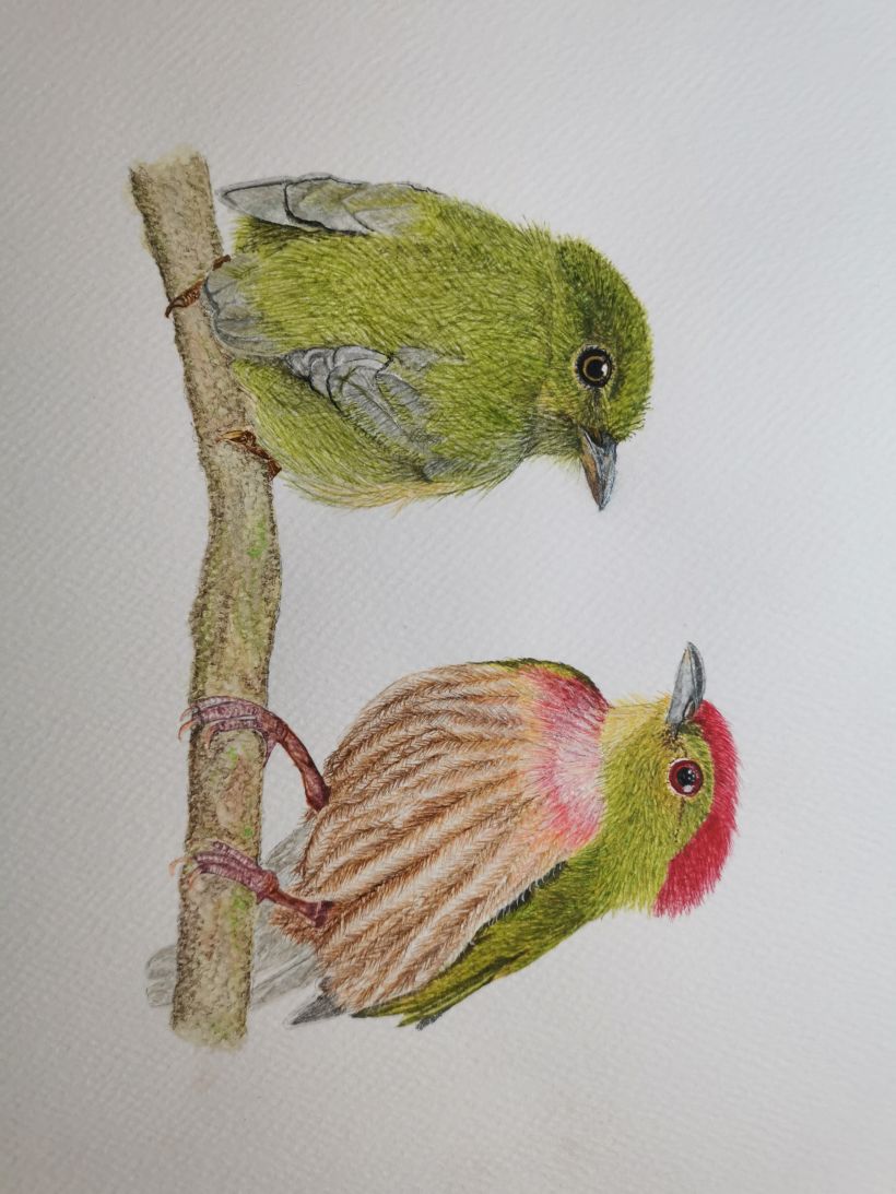Mi proyecto del curso: Ilustración naturalista de aves con acuarela 4
