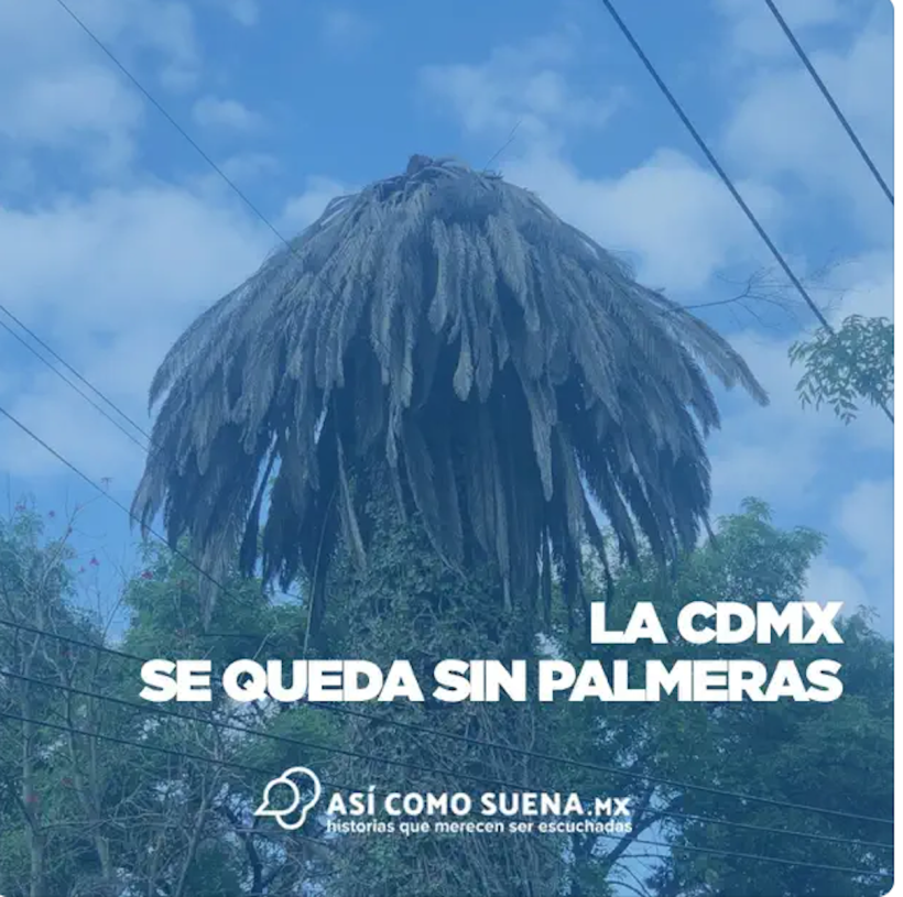 Una de las miles de palmeras muertas en la Ciudad de México en 2022. 