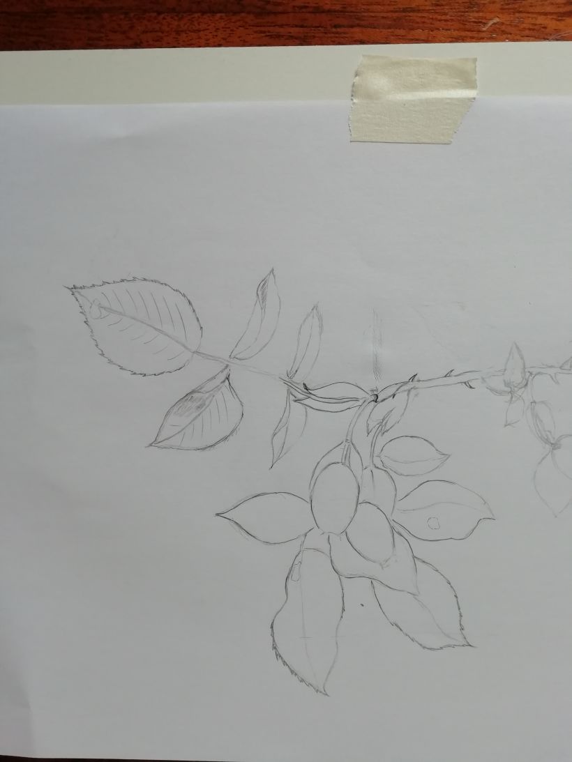 Mi proyecto del curso: Dibujo botánico realista en acuarela 2