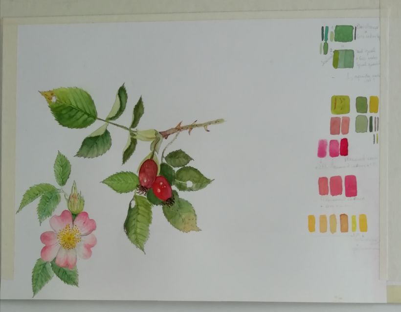 Mi proyecto del curso: Dibujo botánico realista en acuarela 7