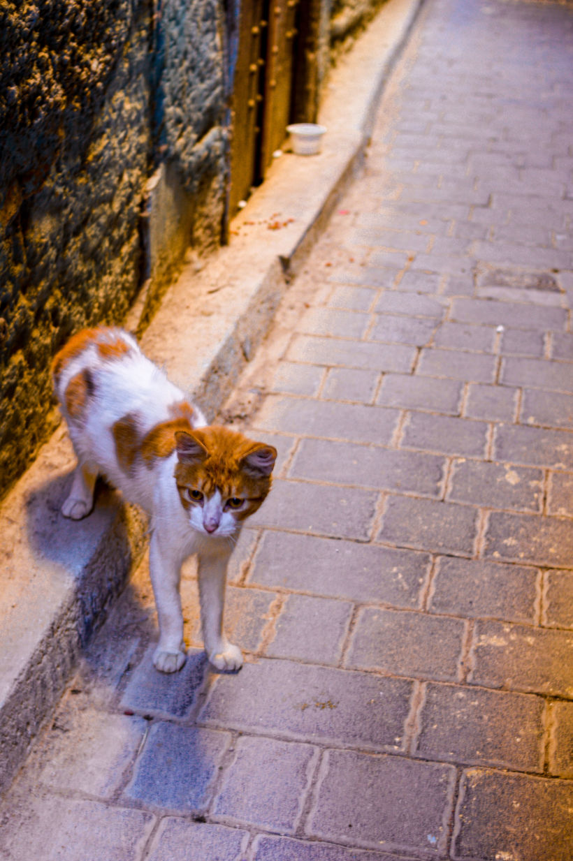 Morocco Cats 1
