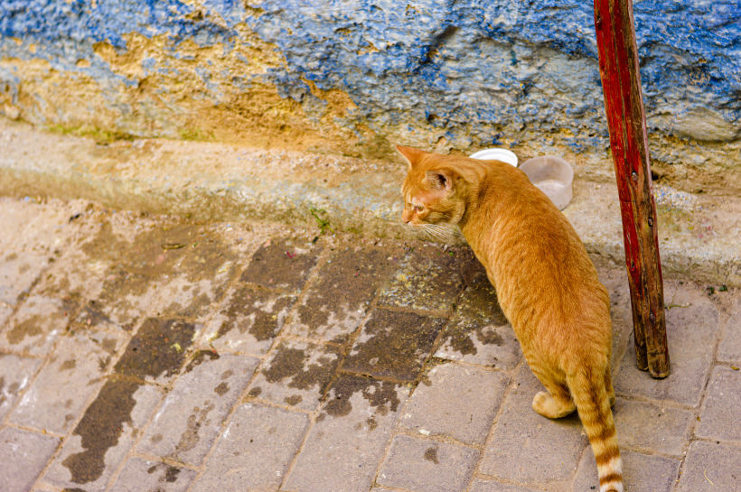 Morocco Cats 2