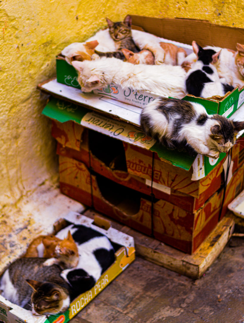 Morocco Cats 3