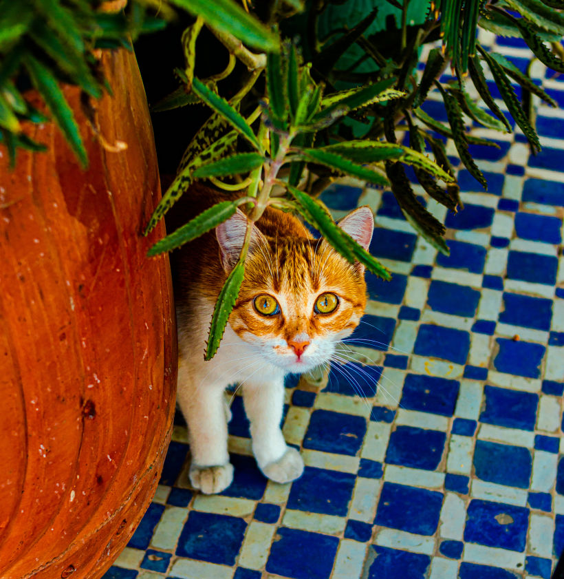 Morocco Cats 5
