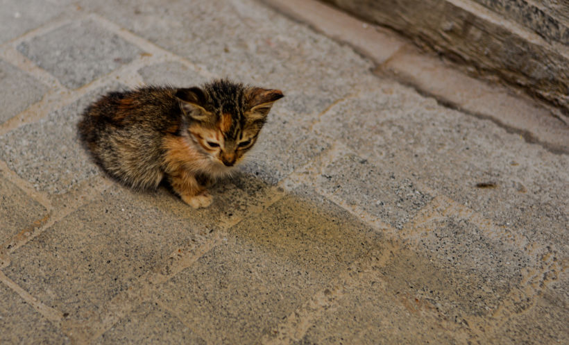 Morocco Cats 7