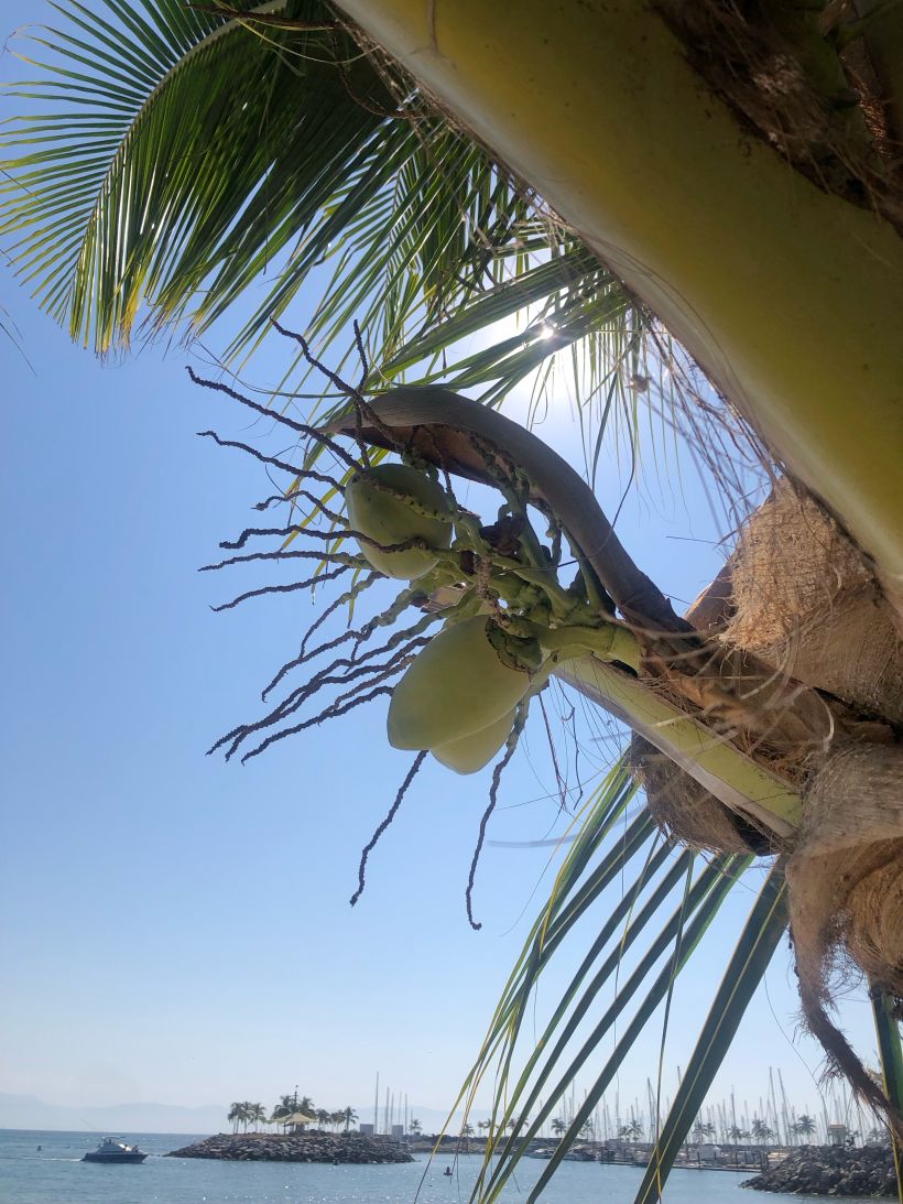 Coconut tree in La Cruz de Huanacaxtle beach, Nayarit, Mexico