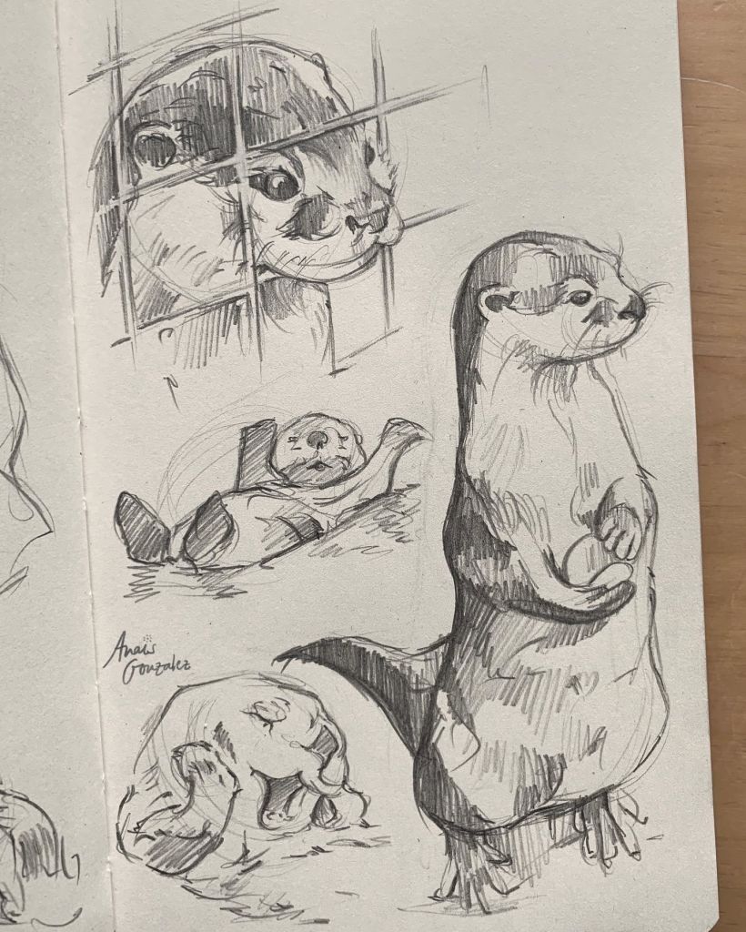 Cute otter sketches 🦦✨ / Bocetos de nutrias cuquis 🦦✨ 1
