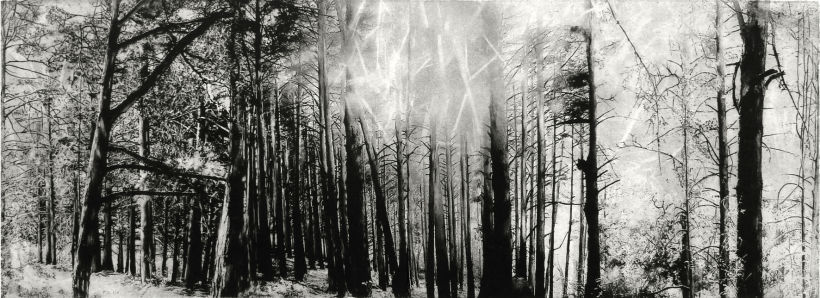 Continuidad de los bosques I / II, 2009 Fotopolímero sobre Hahnemuhle 350gr de 41 x 114cm