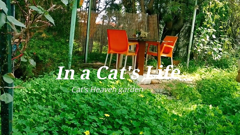 In a cats life