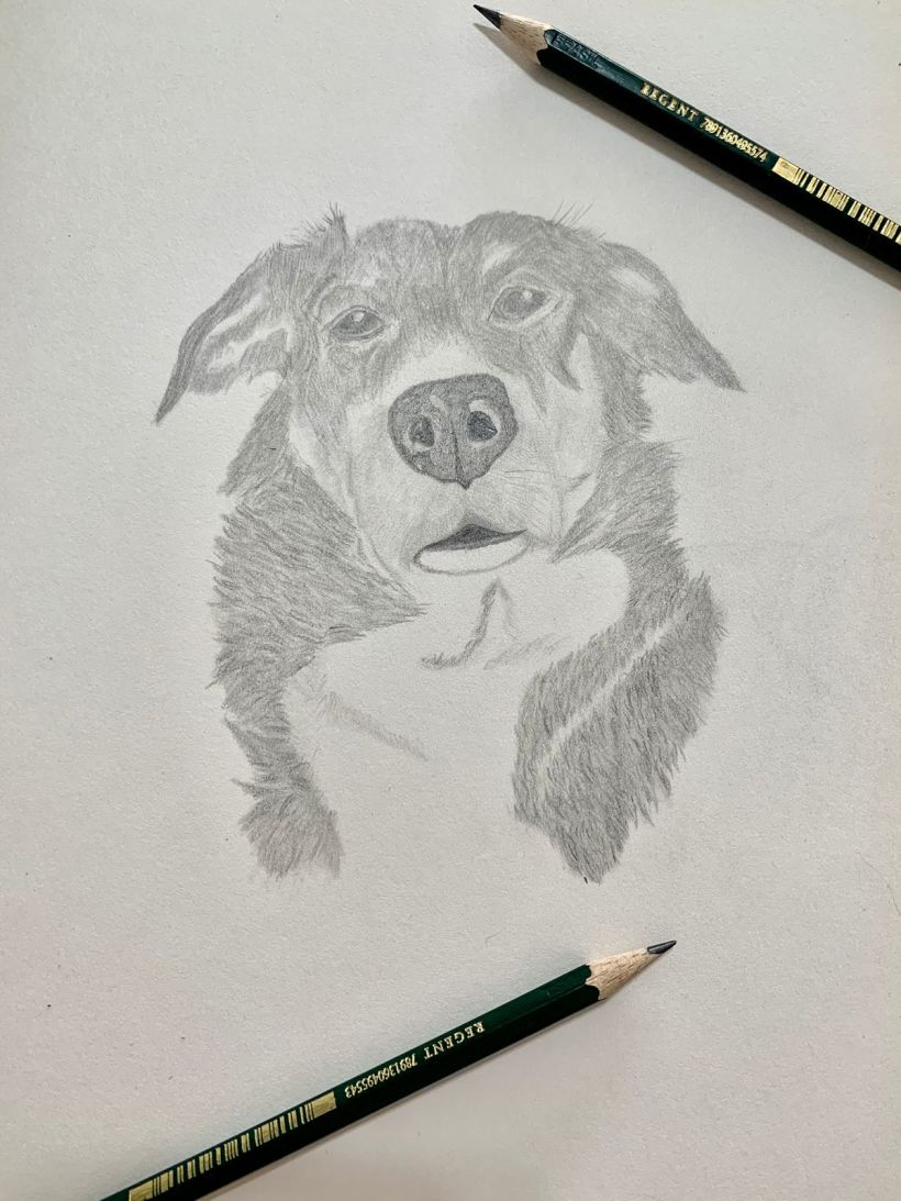desenhe animais com lápis 