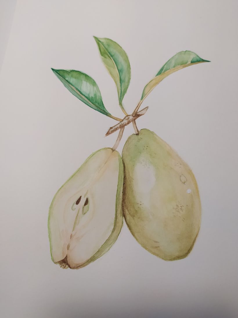 Una pera muy asustada. Mi proyecto del curso: Ilustración botánica realista: conecta con la naturaleza 7