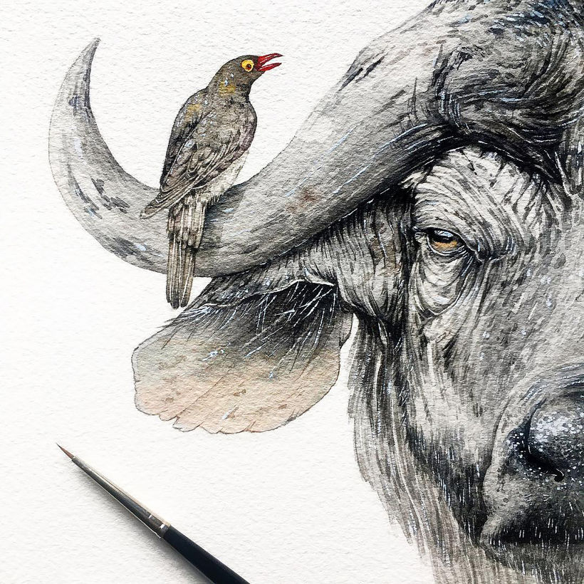 Cape buffalo + Ox Pecker