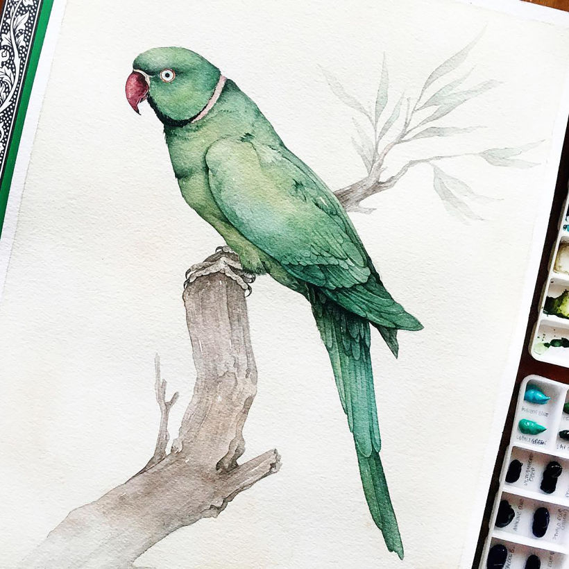Rose-Necked Green Parakeet