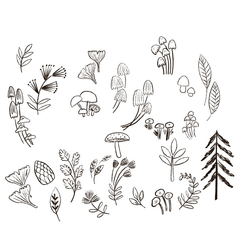 Plants sketches